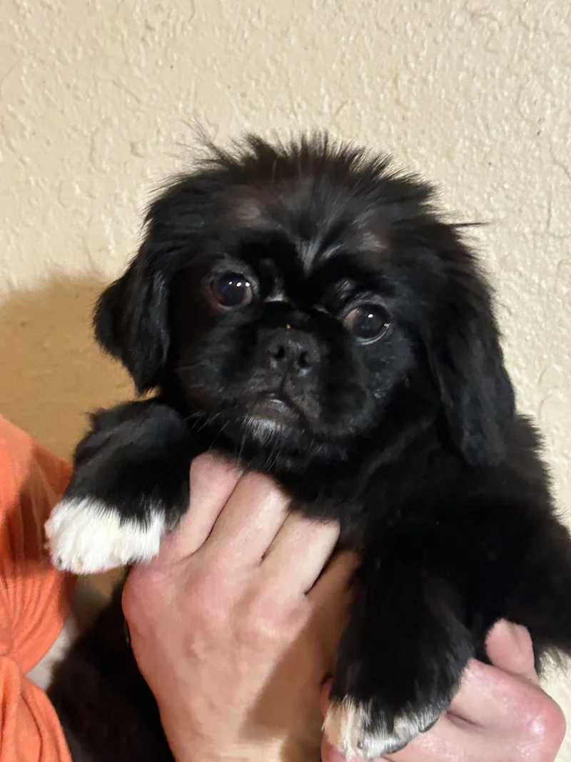 A baby small-sized male Black Pekingese dog named Marlin for adoption in Texarkana, TX