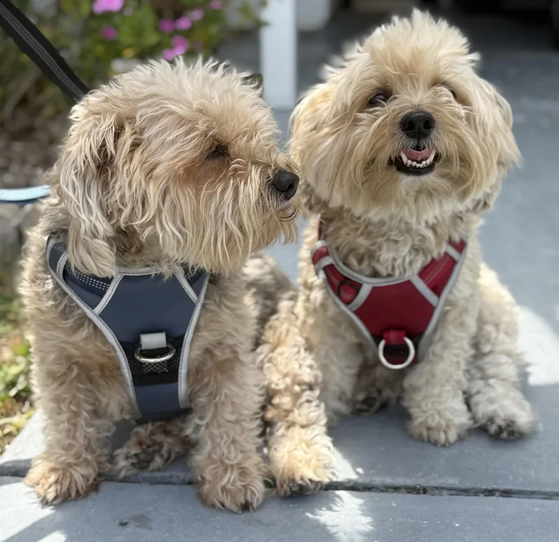 An adult medium-sized male Maltese dog named Bandit & Smokey for adoption in Cape Coral, FL