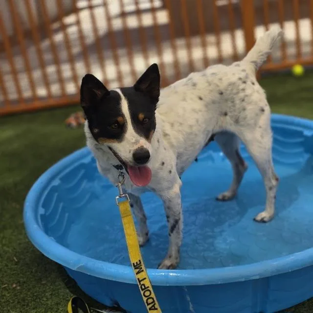An adult medium-sized female Australian Shepherd dog named Luria for adoption in Las Vegas, NV
