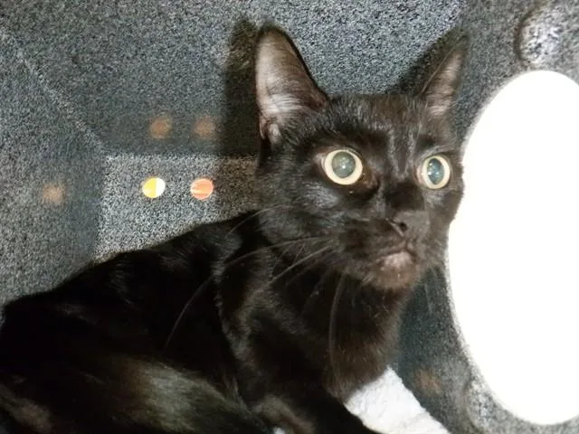 An adult large-sized female Domestic Short Hair cat named Pumpkin for adoption in San Jose, CA