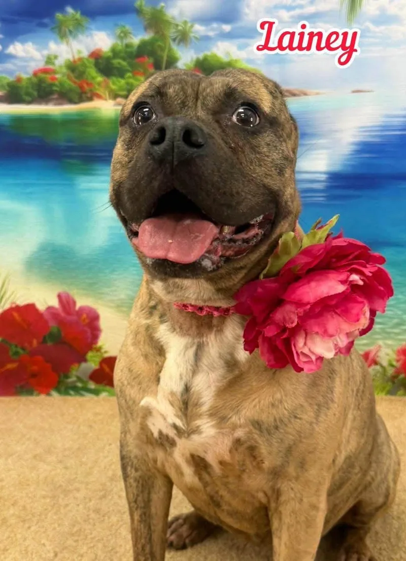 An adult large-sized female Brindle Mixed Breed dog named Lainey for adoption in Flint, MI