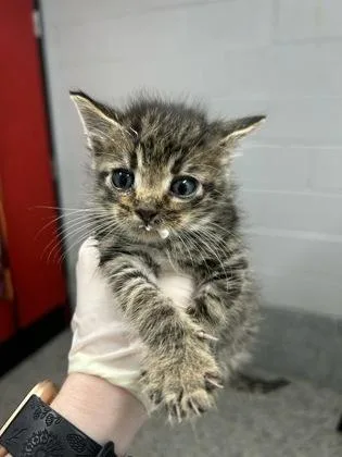 A baby small-sized female Domestic Short Hair cat named Poke for adoption in West Chester, PA