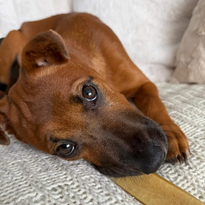 A baby medium-sized female Red / Chestnut / Orange Mixed Breed dog named Nicole for adoption in Baldwin, MD