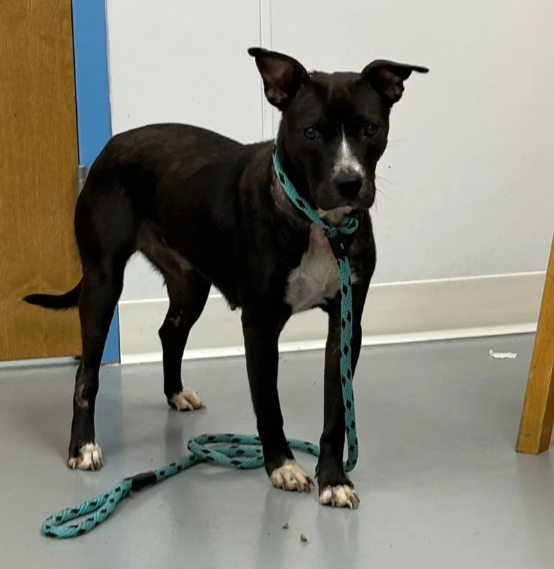 A young medium-sized female Pit Bull Terrier dog named Raven for adoption in Hartsville, SC