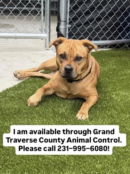 An adult medium-sized female Mixed Breed dog named Terra for adoption in Traverse City, MI