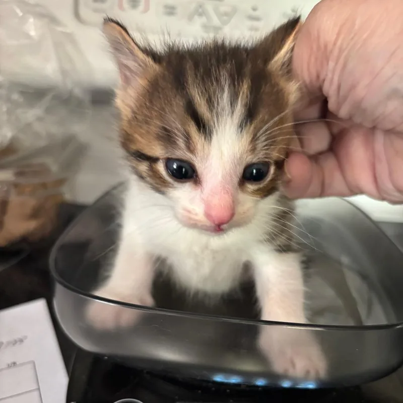 A baby small-sized male Brown / Chocolate Domestic Short Hair cat named Montebello Bacardi GHA_ for adoption in Columbia, MO