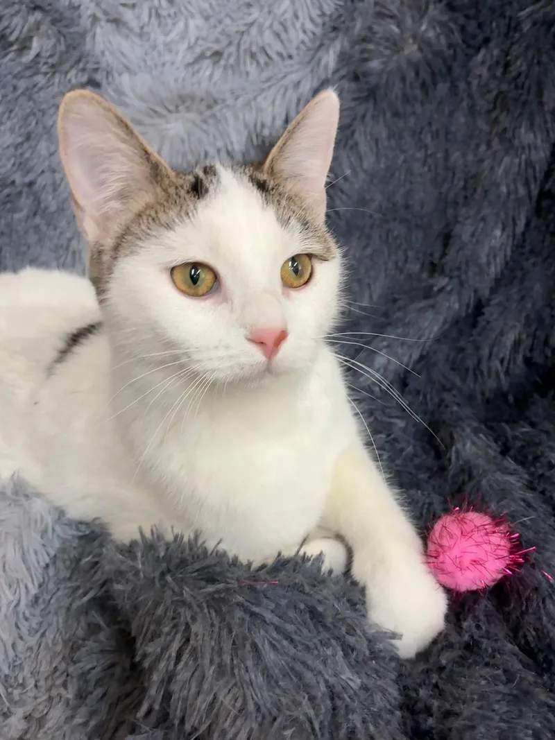 A baby small-sized male Domestic Short Hair cat named Noon for adoption in Forest Lake, MN