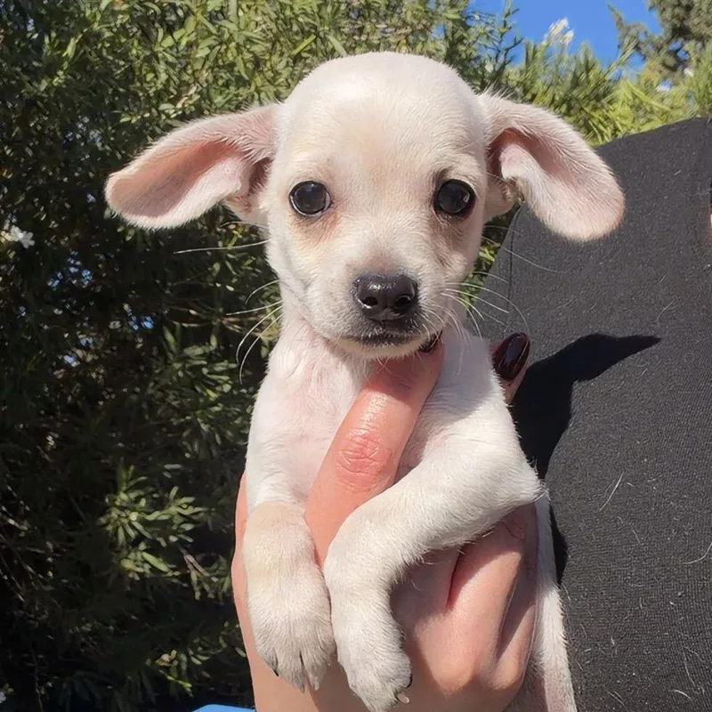 A baby small-sized male White / Cream Chihuahua dog named Tigger for adoption in Chico, CA