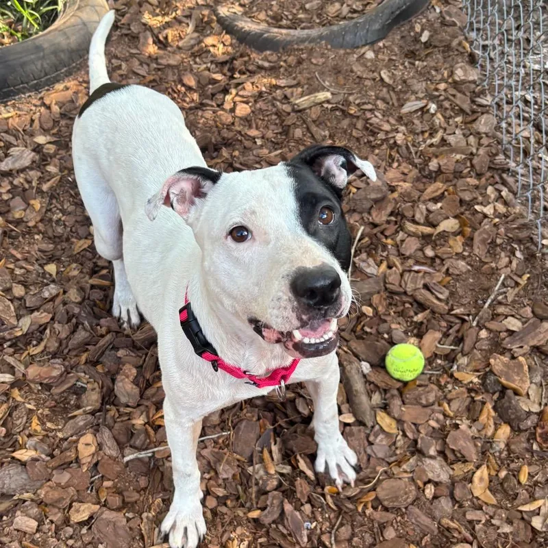 An adult medium-sized female Black Mixed Breed dog named Bloom for adoption in Titusville, FL