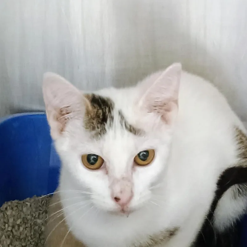 A baby small-sized female White Domestic Short Hair cat named Peggy Jo for adoption in Palestine, TX