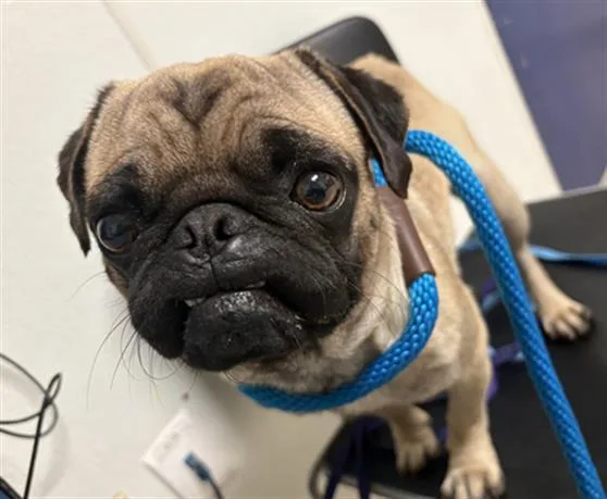 A young small-sized male Pug dog named Mr.r for adoption in Bakersfield, CA