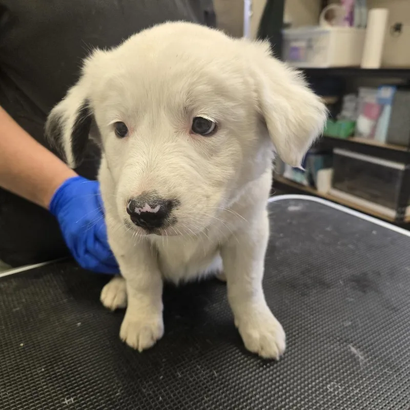 A baby small-sized female Border Collie dog named Pearl for adoption in Tawas City, MI