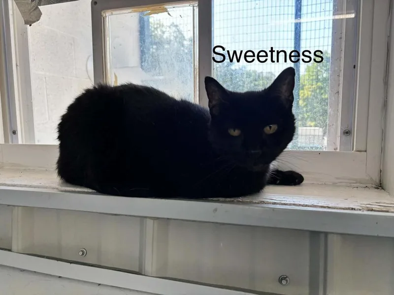 An adult medium-sized female Domestic Short Hair cat named Sweetness for adoption in Waverly, TN