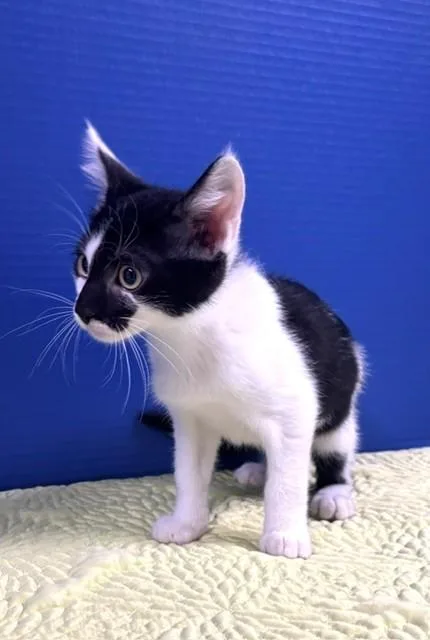 A baby medium-sized male Black & White / Tuxedo Domestic Short Hair cat named Mother's Day for adoption in Hawk Point, MO