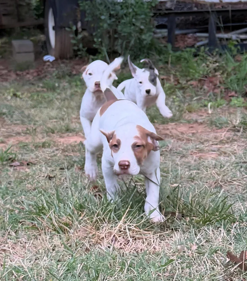 A baby medium-sized female Pointer dog named Lux for adoption in Albemarle, NC