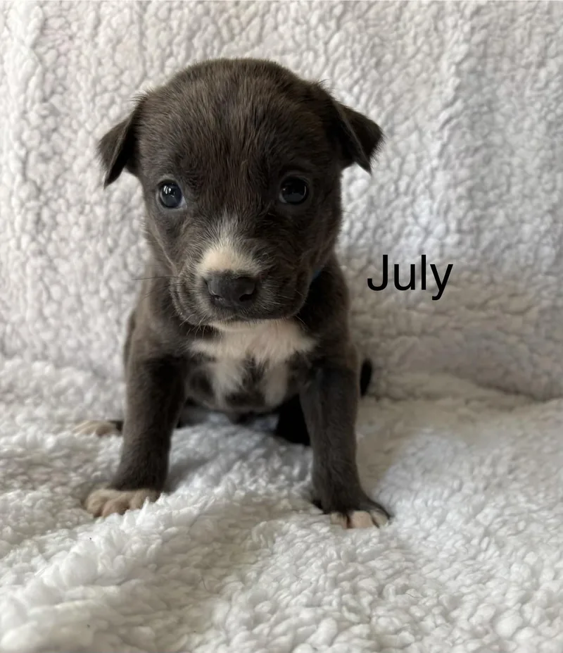 A baby medium-sized female Labrador Retriever dog named July Mama August Calendar for adoption in Carmel, NY