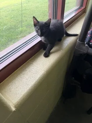 A baby small-sized female Domestic Short Hair cat named Noodle for adoption in Independence, MO