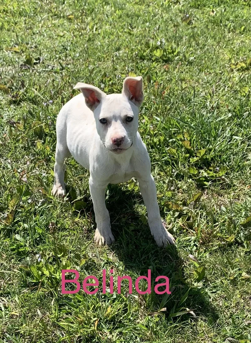 Belinda
