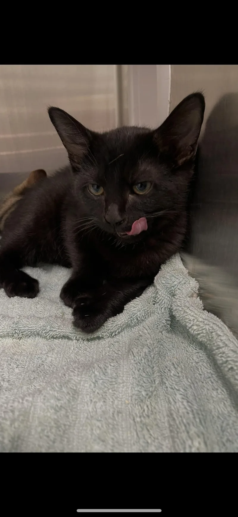 A baby medium-sized male Black Manx cat named Leo for adoption in Georgetown, KY