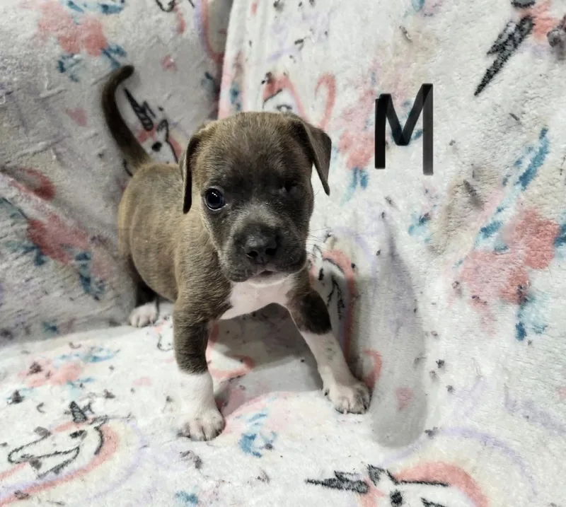 A baby medium-sized male Gray / Blue / Silver Pit Bull Terrier dog named Chance for adoption in Hamilton , NJ