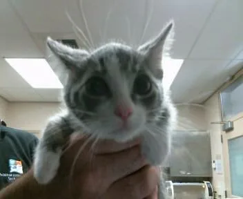A baby small-sized female Domestic Short Hair cat named Cayenetta for adoption in Sacramento, CA
