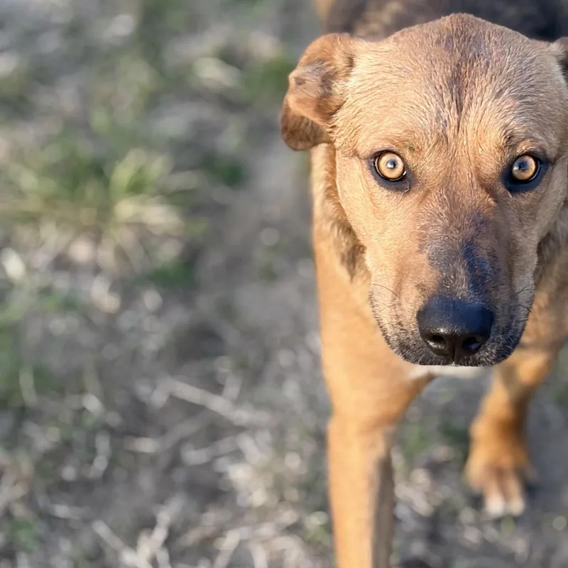 An adult medium-sized male Brown / Chocolate Black Mouth Cur dog named Brock for adoption in Ennis, TX