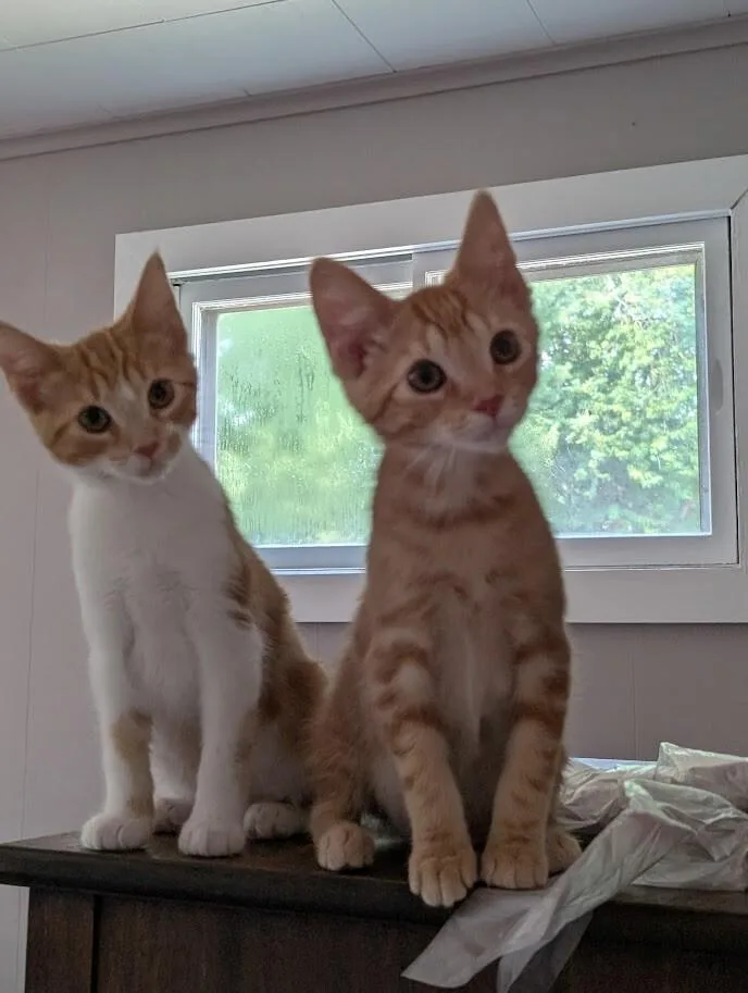 A young medium-sized male Orange / Red Domestic Short Hair cat named J Roc for adoption in Adrian, MI