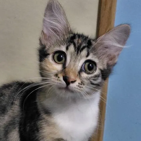 A baby small-sized female Torbie Domestic Short Hair cat named Dana for adoption in Jupiter, FL