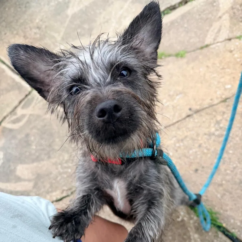 An adult small-sized female Gray / Blue / Silver Terrier dog named Windy for adoption in Saint John, IN