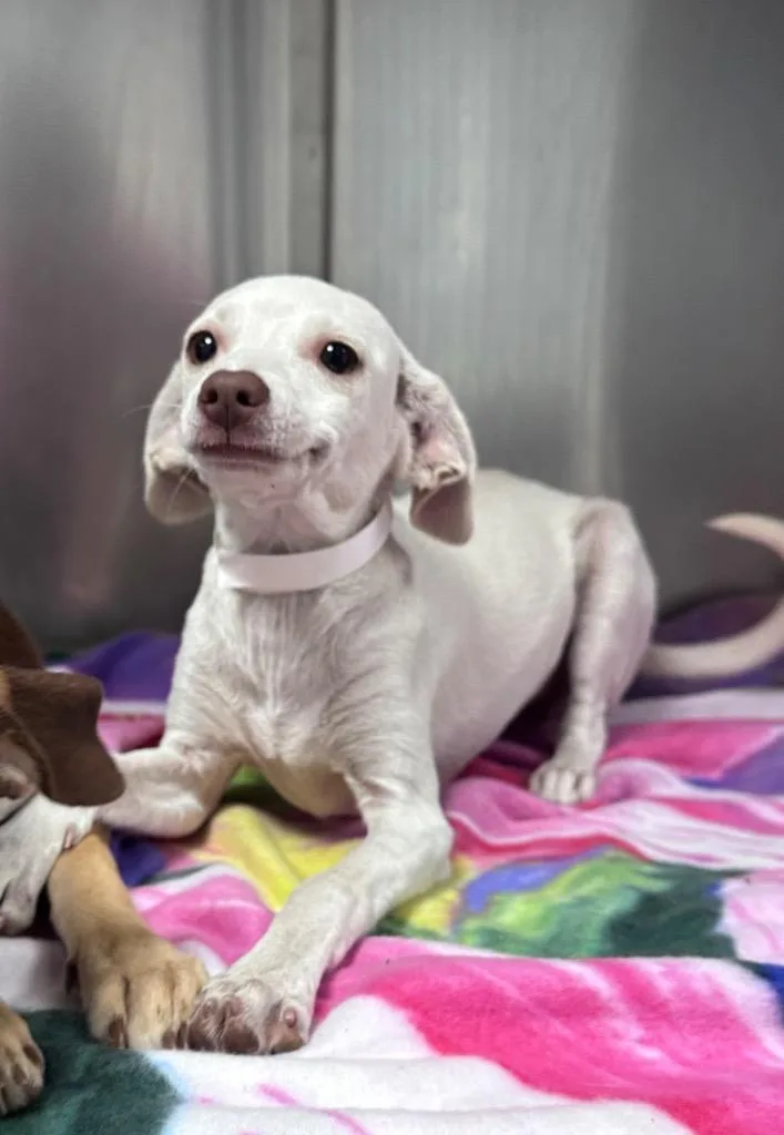 A baby small-sized female Chihuahua dog named Waffles for adoption in Labelle, FL