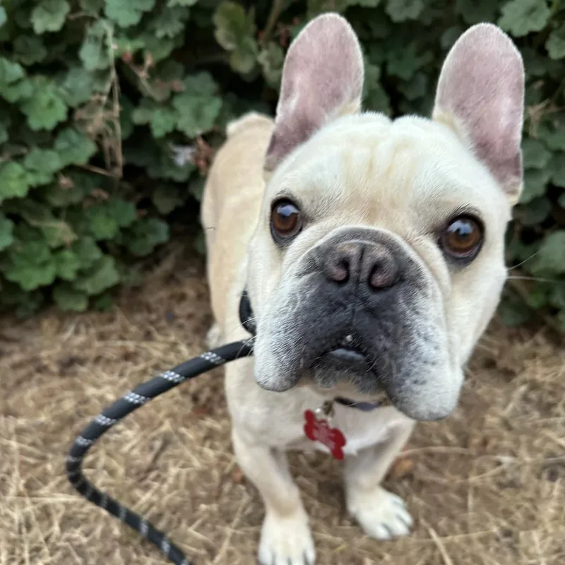 Frankie thumbnail 5