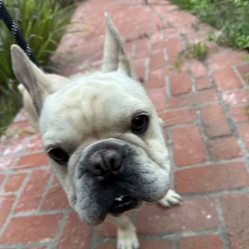 Frankie thumbnail 6