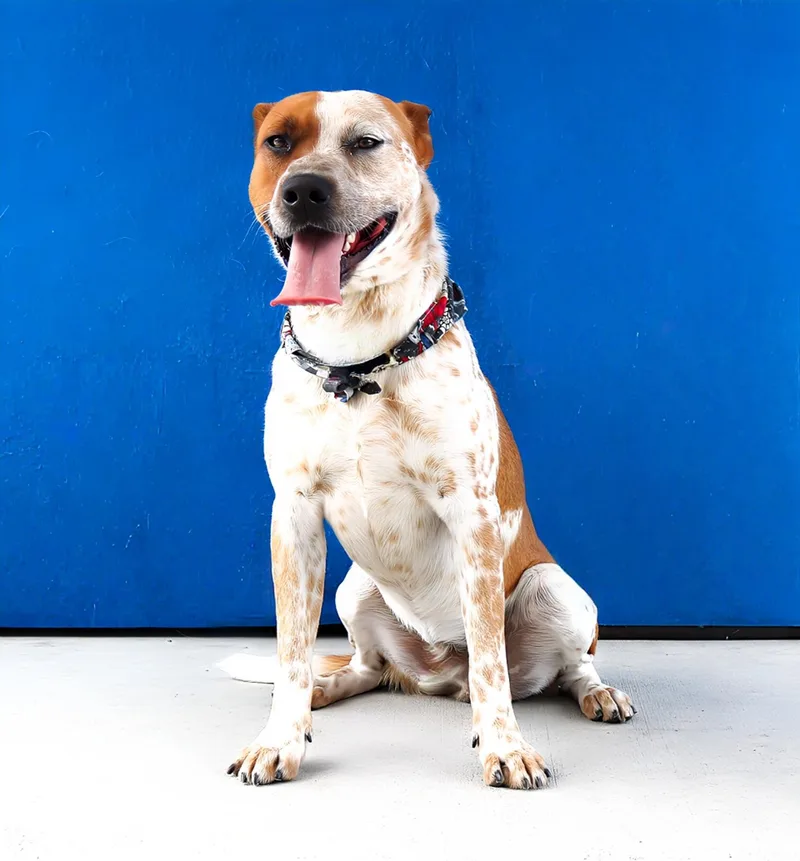 An adult medium-sized male Australian Cattle Dog / Blue Heeler dog named Champ for adoption in Pasadena, CA