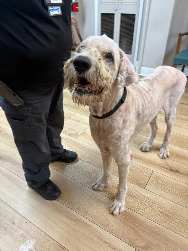 A senior large-sized male Sheep Dog dog named Clifford for adoption in Fayetteville, TN