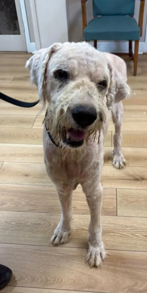 Clifford thumbnail 3