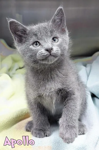 A baby small-sized male Domestic Short Hair cat named Apollo for adoption in Mason, MI