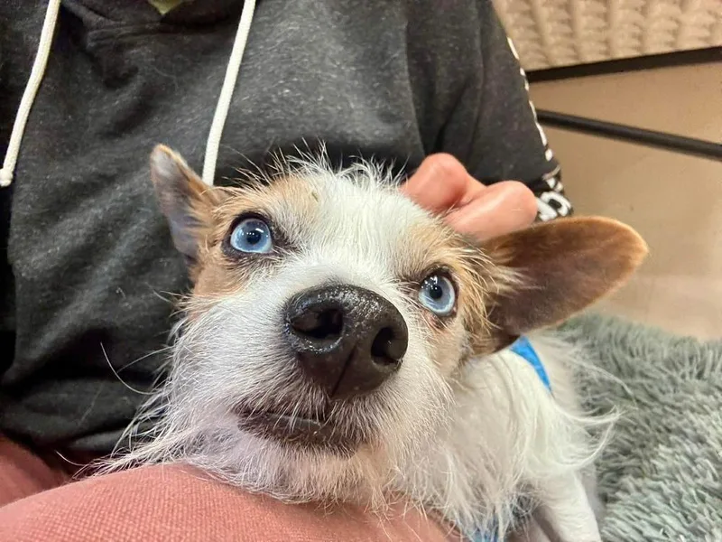 An adult small-sized male Chihuahua dog named Tyson for adoption in Groveland, MA