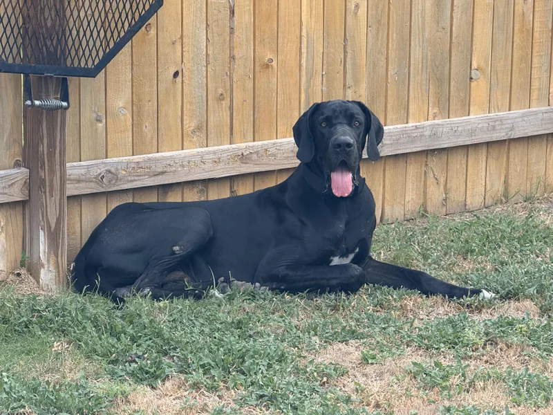 An adult extra large-sized male Great Dane dog named Malfoy for adoption in San Antonio, TX