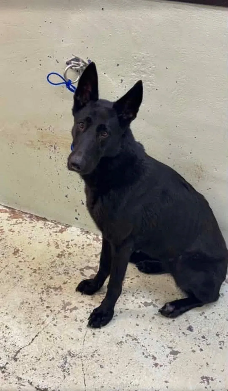 A young large-sized female Belgian Shepherd / Malinois dog named Athena for adoption in Houston , TX