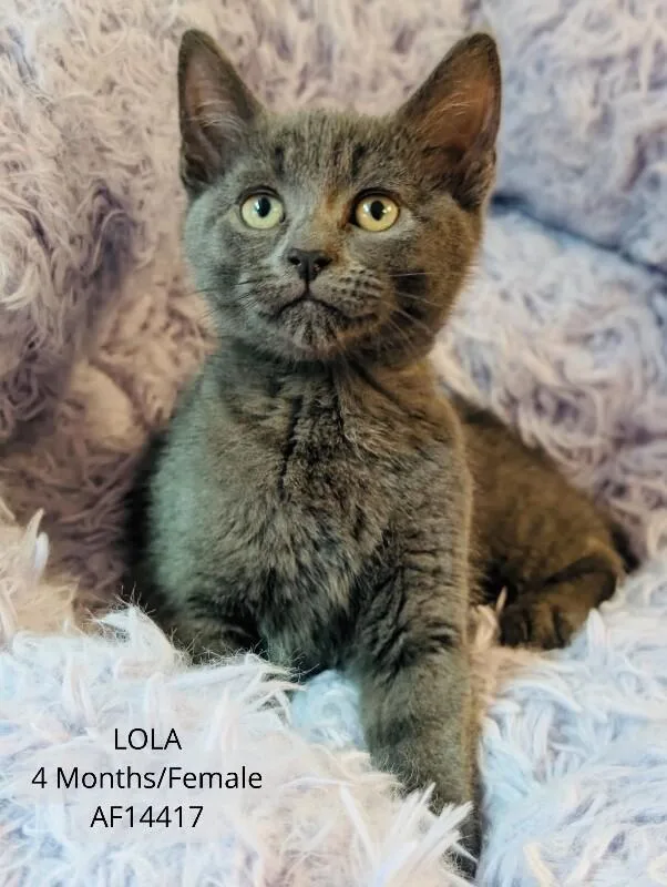 Lola