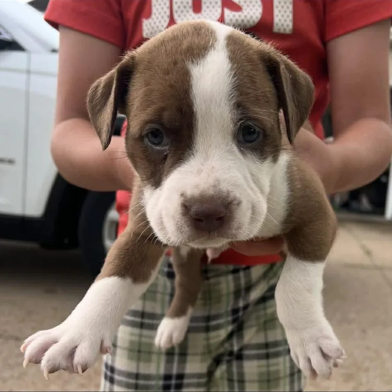 A baby medium-sized male Golden Mixed Breed dog named Wyatt for adoption in Clinton, WI