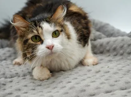An adult small-sized female Domestic Long Hair cat named Beth for adoption in Bowling Green, KY