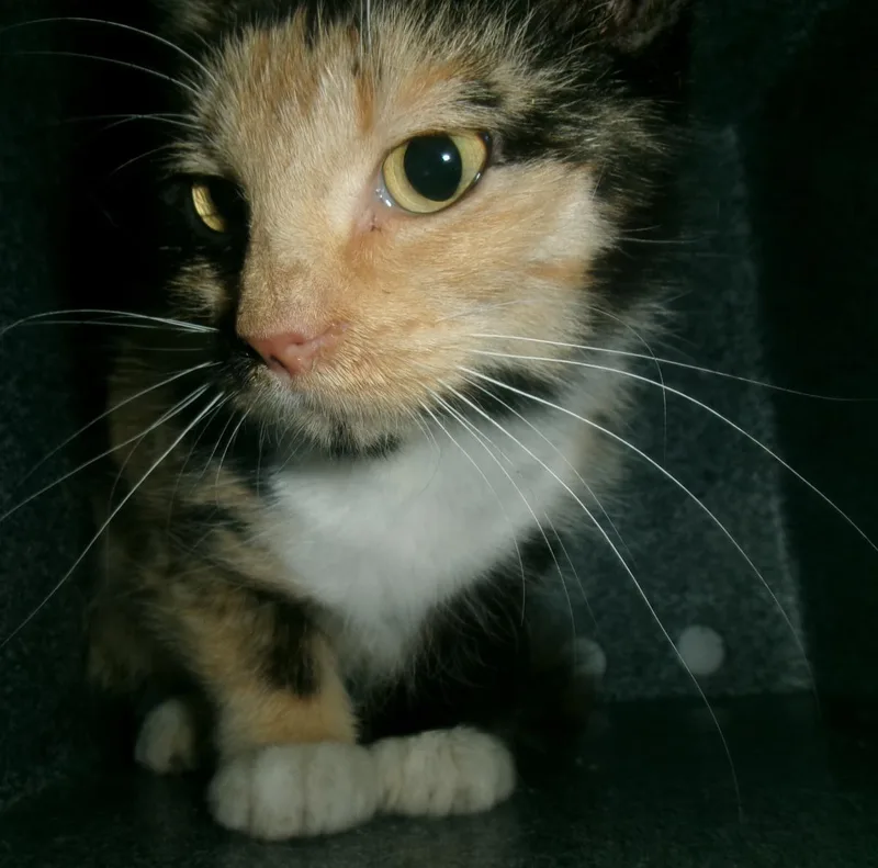 A young medium-sized female Black Domestic Medium Hair cat named Twitch for adoption in Plover, WI