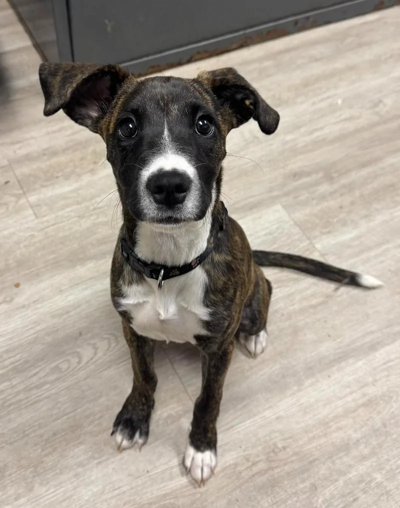 A baby medium-sized female Mixed Breed dog named Sweet Potato for adoption in Marion, OH