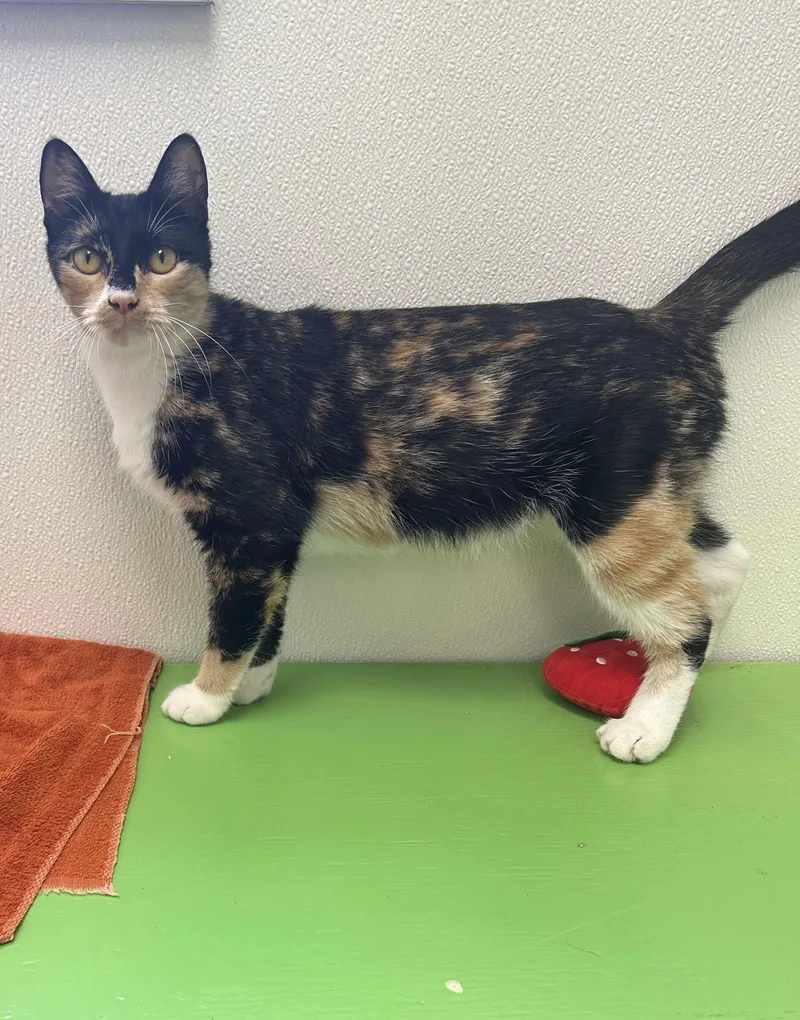 A young medium-sized female Calico Domestic Short Hair cat named Penny for adoption in Port Lavaca, TX