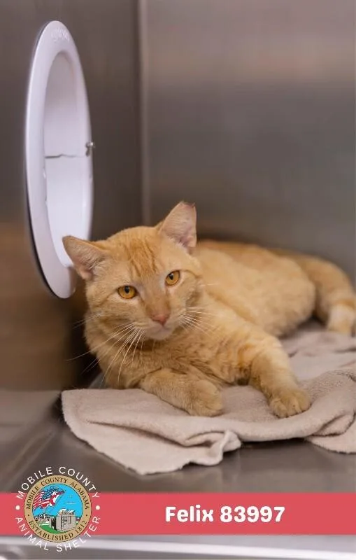 An adult medium-sized male Domestic Short Hair cat named Felix for adoption in Mobile, AL