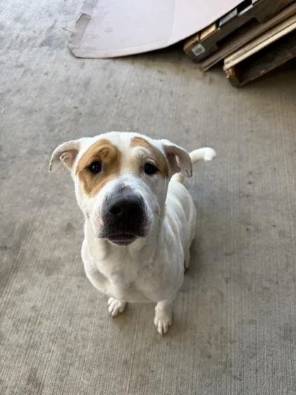 Princess Pinky thumbnail 2