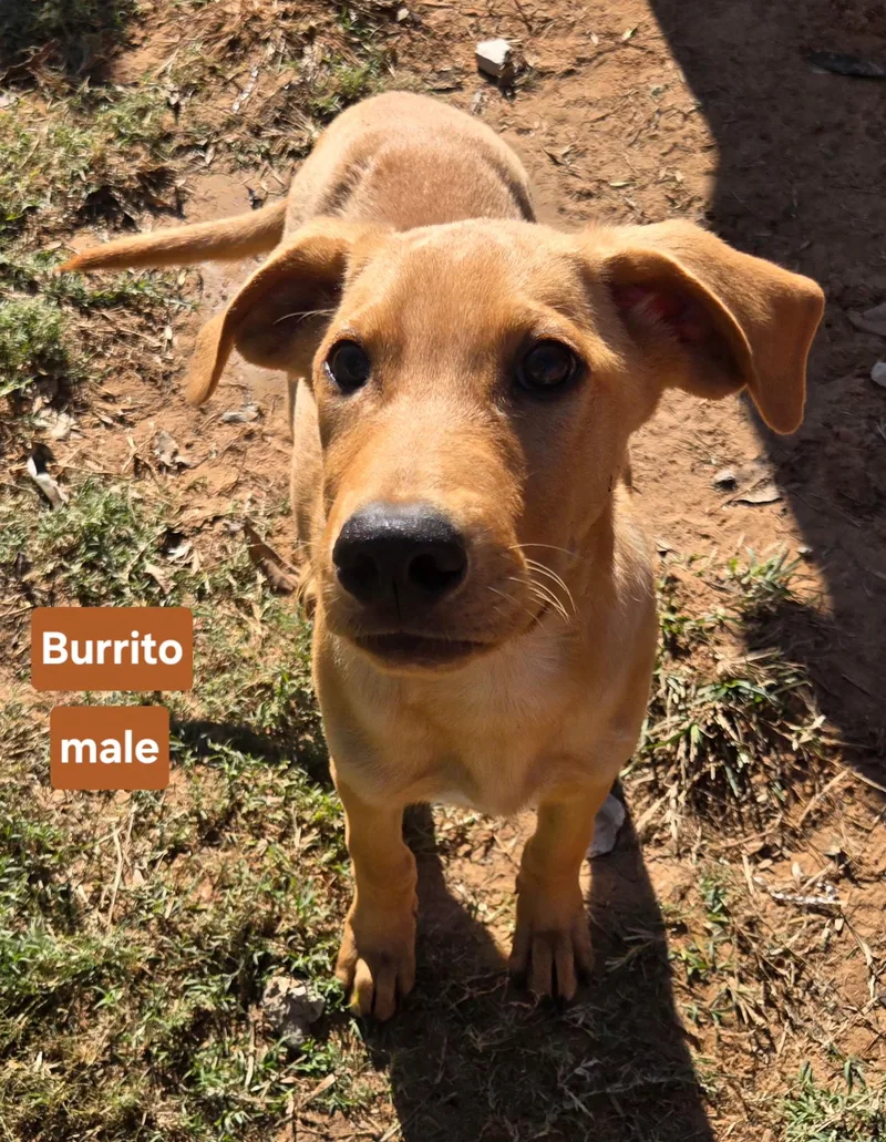 A young medium-sized male Wirehaired Terrier dog named Burrito for adoption in Milwaukee, WI