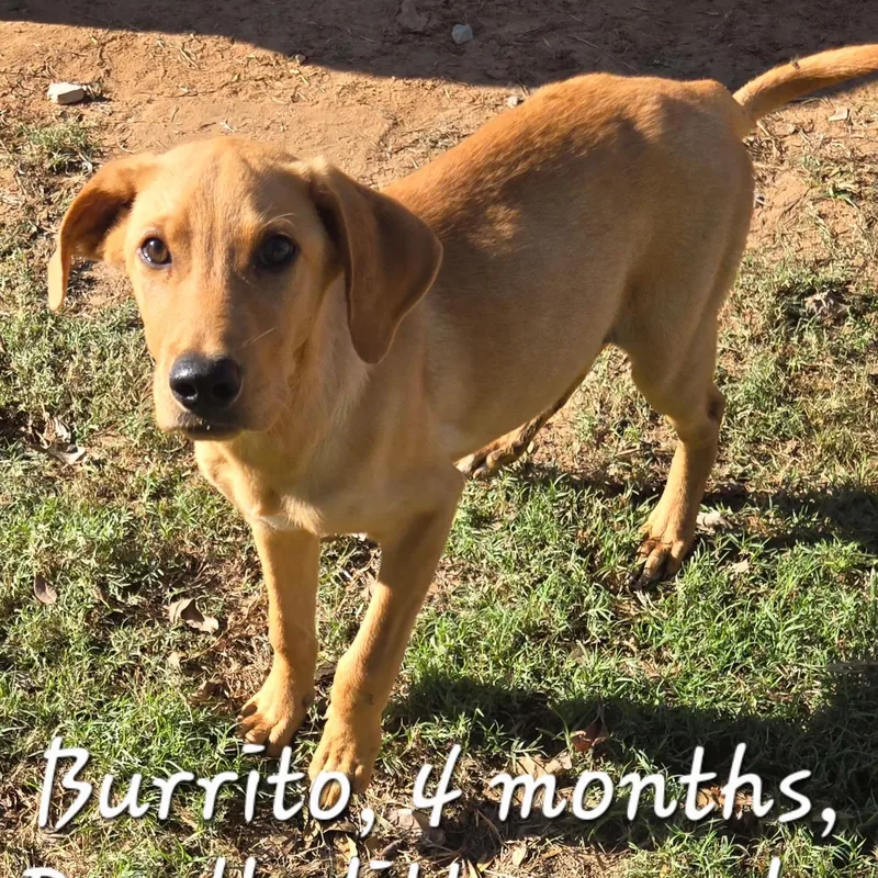 Burrito thumbnail 3