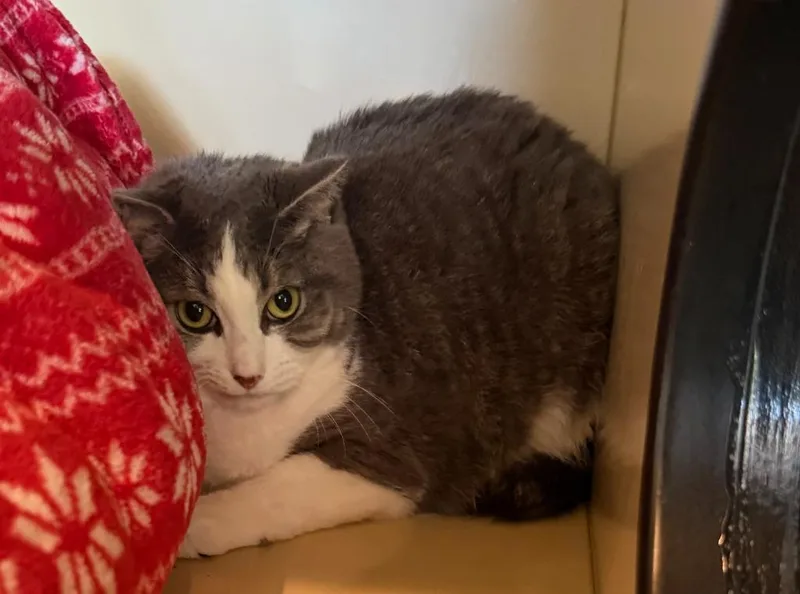 An adult small-sized female Domestic Short Hair cat named Silver for adoption in Hyde Park, NY